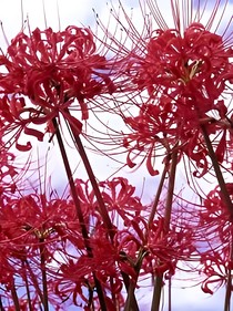彼岸花，開(kāi)一千年，落一千年。_d532