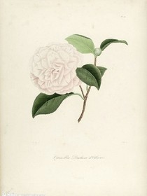 血茶花之戀