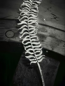 骄阳似我