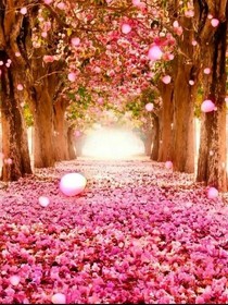 灼灼樱花梦