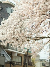 平安京之樱恋