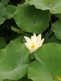 简剪减