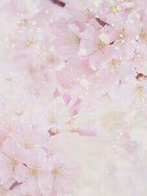 那年花開(kāi)月正圓