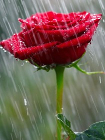 tfboys之雨中盛开着的玫瑰花
