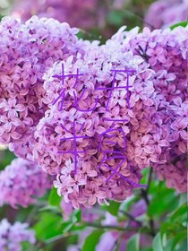 誰(shuí)在那個(gè)半夏，遇見了那個(gè)人