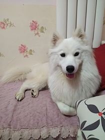 萨摩奇遇记
