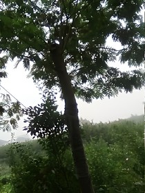 淆安日常