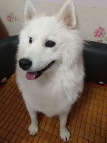 萨摩耶的狗生