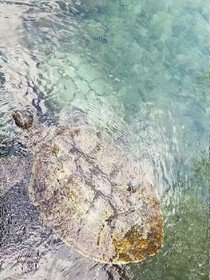 醉梦江湖