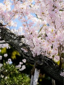 凯梨花的梦