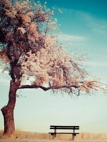 半暖花开临月下