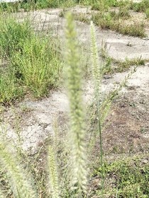 狗尾巴草上的跳動