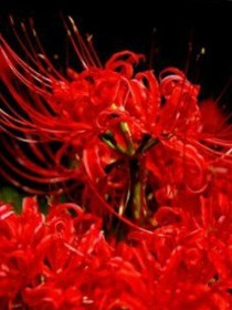 exo之彼岸花海中相见