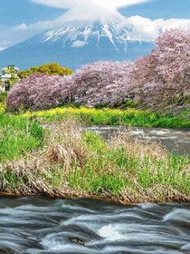 彼岸花开彼岸