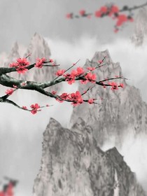沐蝶恋