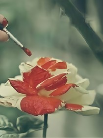 午后甜文录