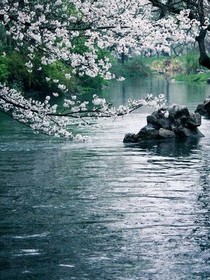 悲鳴九天