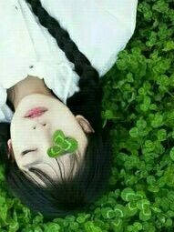 四叶草的心愿