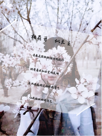 桃花开，似无主