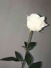 最美情侣.