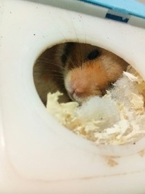 棕小熊吐槽小剧场