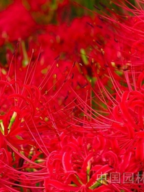 死亡花园之你爱过我吗