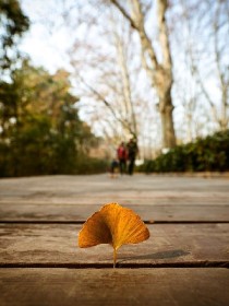 树影摇曳下的落叶。上