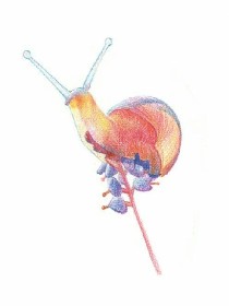 蜗居