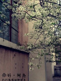 梨花节，心开