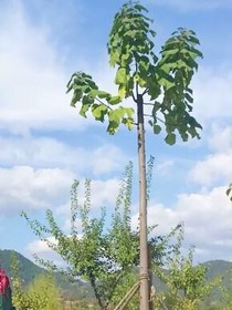 秦森森虞朦朦