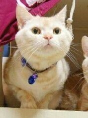 板凳下的口袋猫