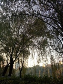 她是我的阳光