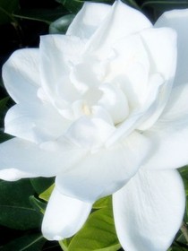 那年花開(kāi)好了