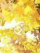 銀杏緣