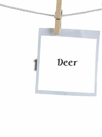 Deer
