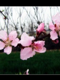 那年盛夏桃花依舊盛開(kāi)