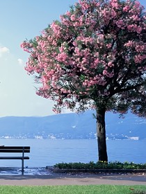 梦回那年花开