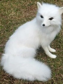 狐灵