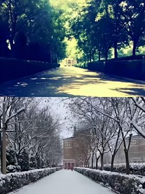 那年的红槐花