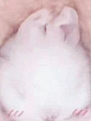 俊瞳