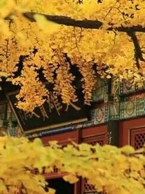 燕子随笔
