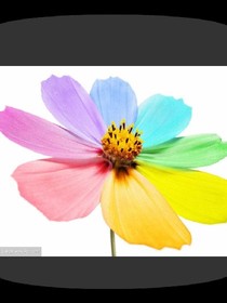 花花语