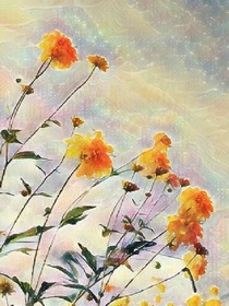 听，风再说我想你