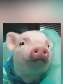 我就玛丽苏了，怎么地。