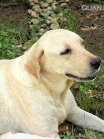 守在墓碑前的狗