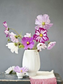 十里桃花之月里桃花