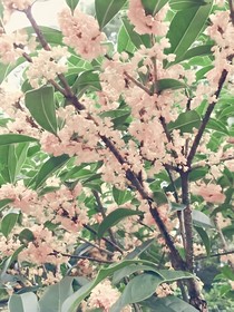 桂花雨下，有你足矣