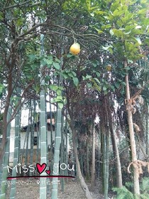 散在风里的青春