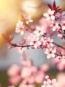 Boss太撩人，宝贝肆意爱