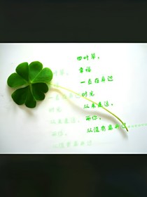 四叶草的追逐